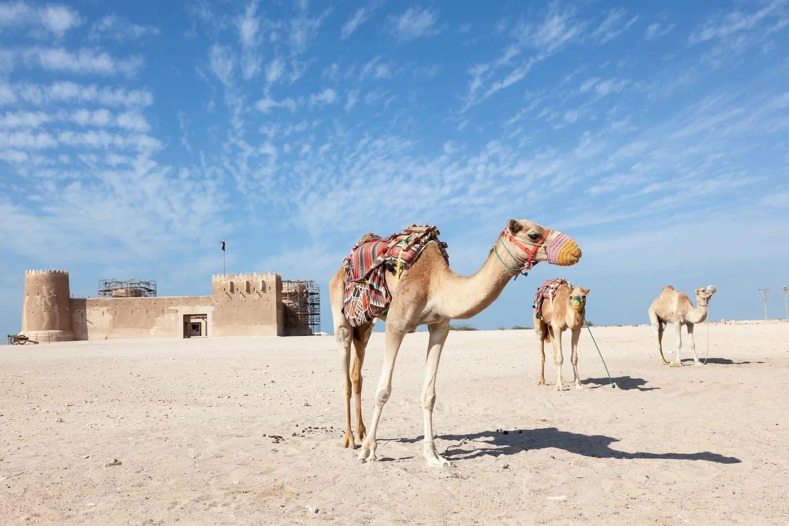 سباقات الهجن في قطر: أين تزورها؟