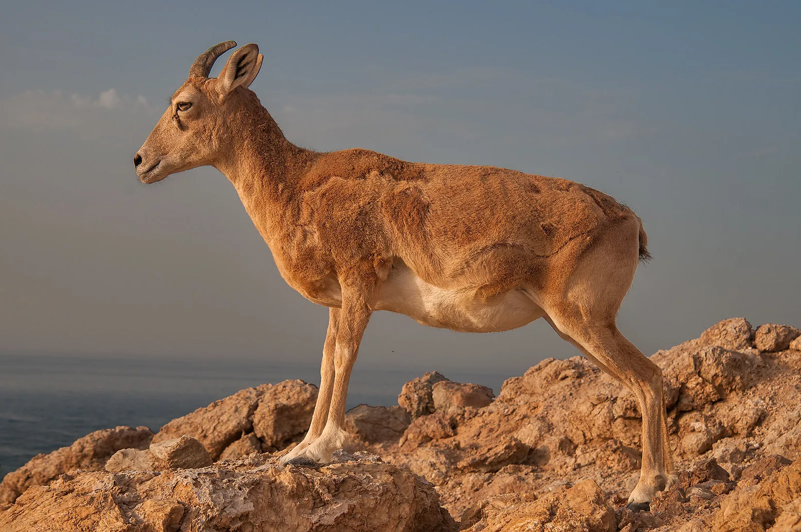 أفضل 5 مواقع لتصوير الحياة البرية في قطر