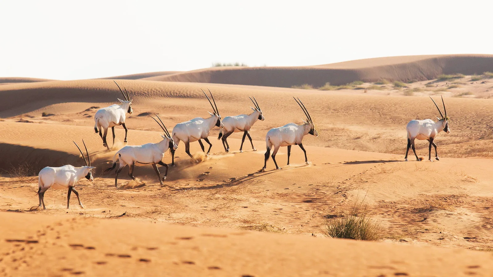 7 تجارب للحياة البرية في قطر