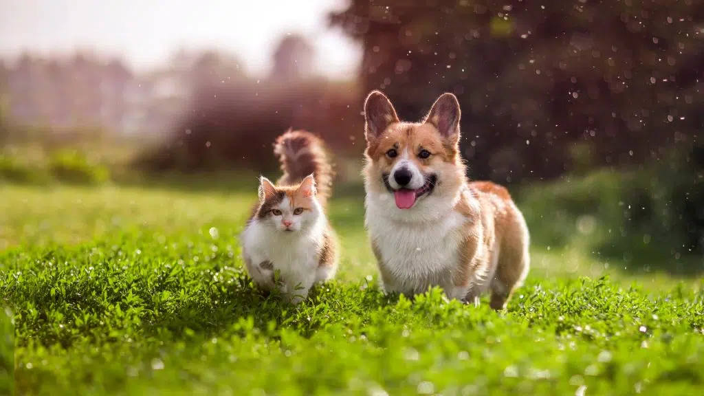 best pet insurance scaled e1687873423254