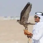 arab man carries falcon qatar ca998pch946cyfqx ca998pch946cyfqx 20221103162715