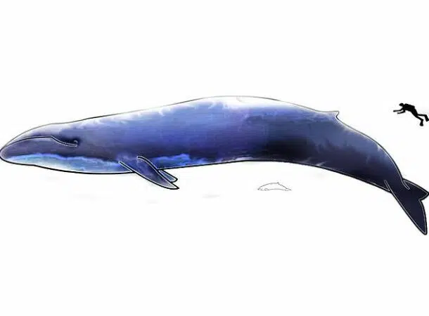 Blue Whale 610x450 1