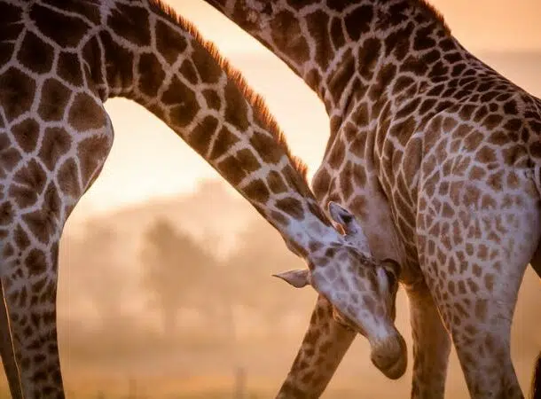Giraffes 1 610x450 1