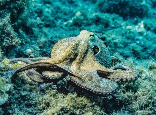 Octopus 610x450 1