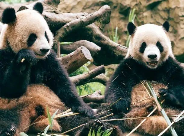 Pandas Eating bamboo 610x450 1