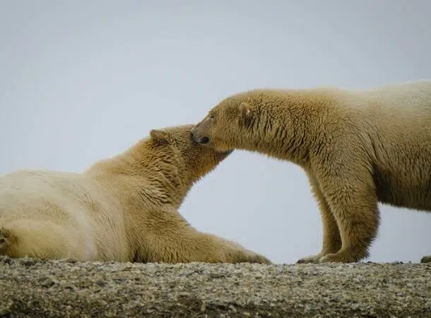 Polar Bears 610x450 1