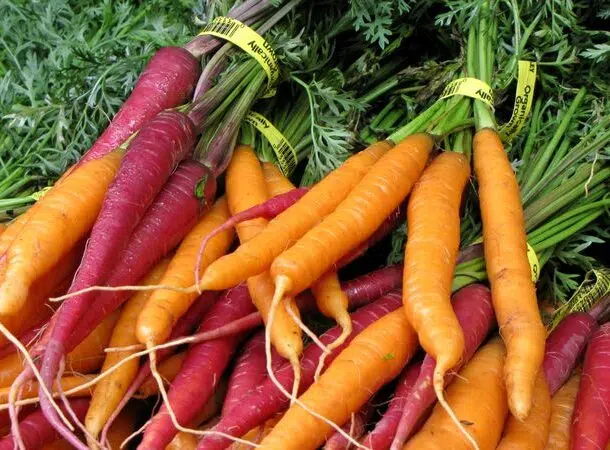 Purple Carrots 610x450 1
