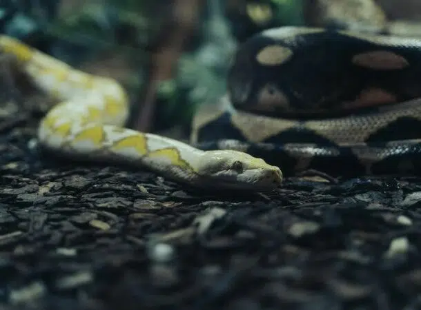 Snake 610x450 1