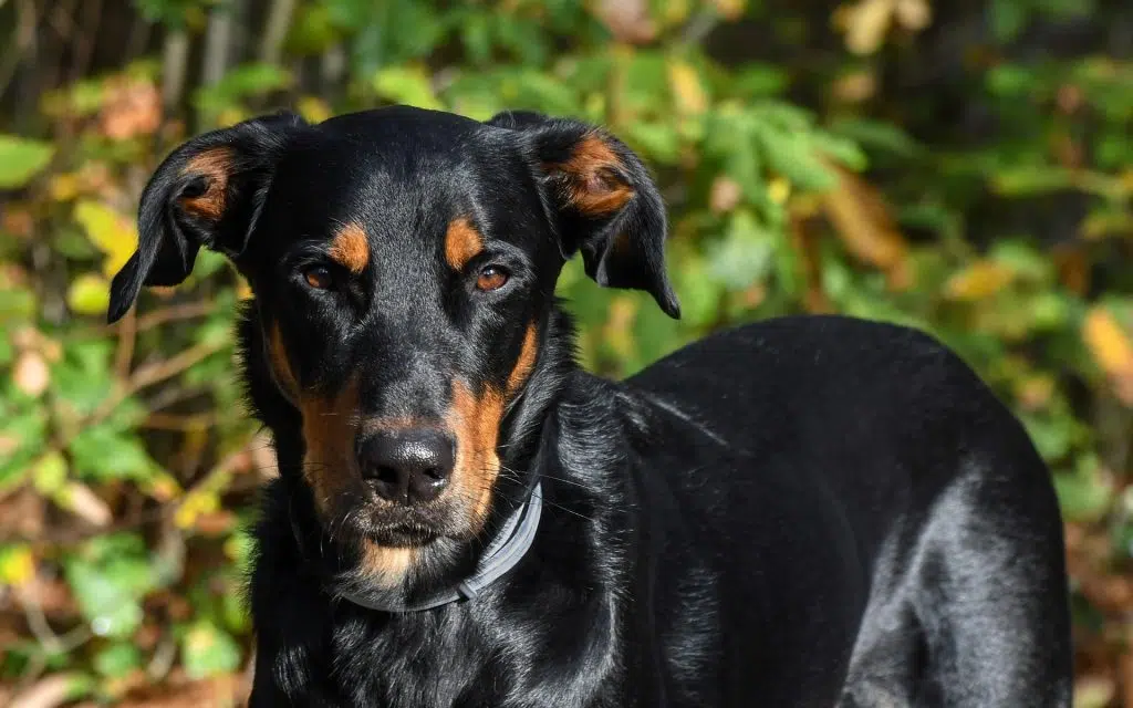 Beauceron 5