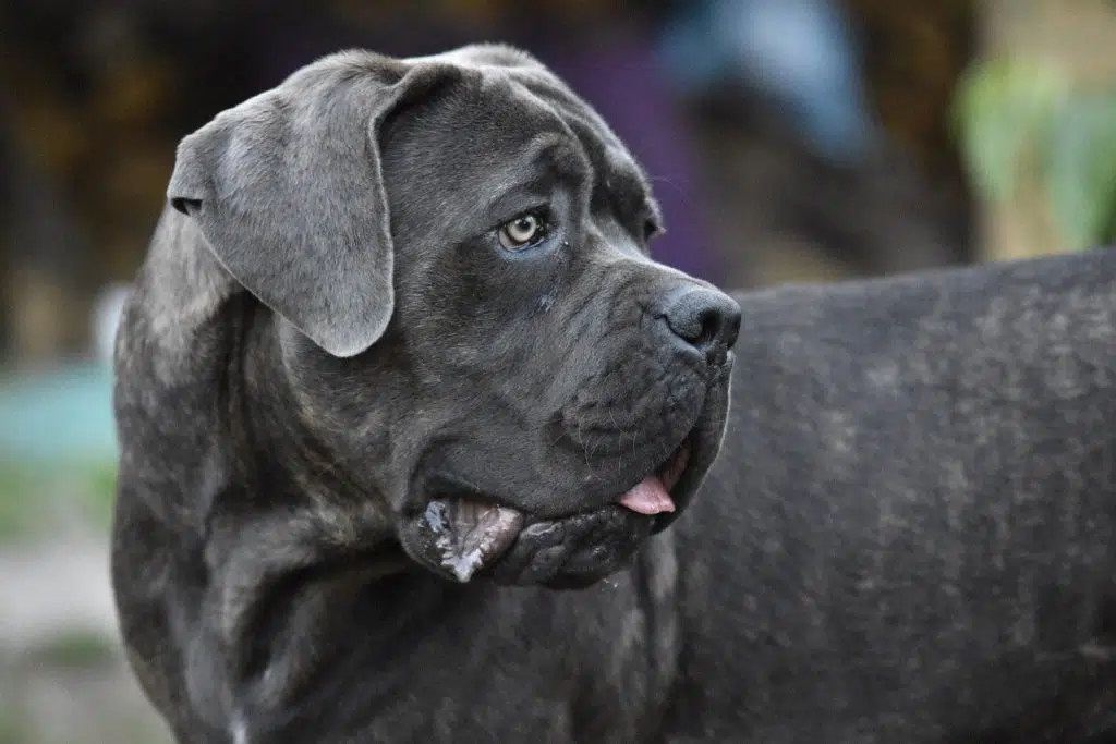 alles wat je moet weten over de cane corso pawsource af2a6081 38ab 42e7 8a97 5bdb92317f66