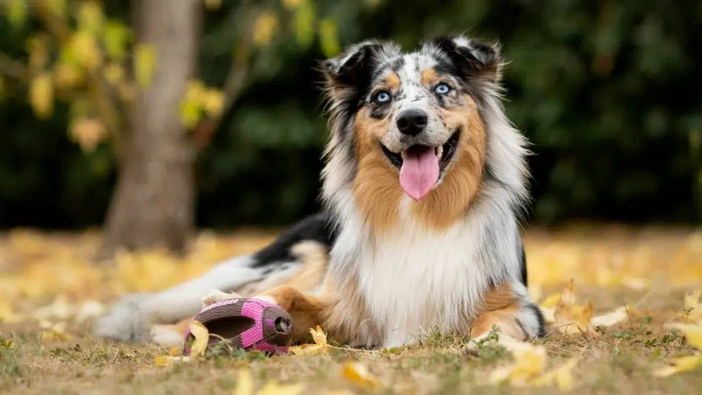 australian shepherd guide