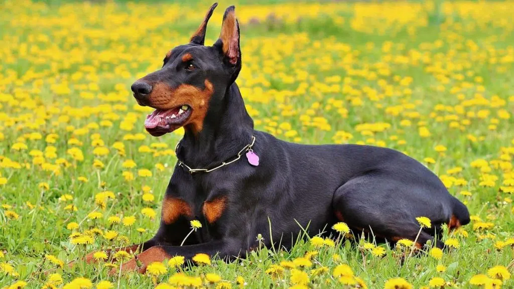 doberman pinscher guide
