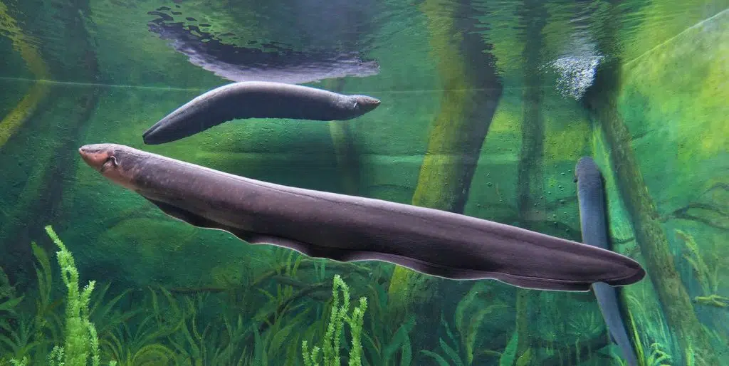 electric eel electrophorus electricus 520567212 5991d84a845b340010ccc4c8