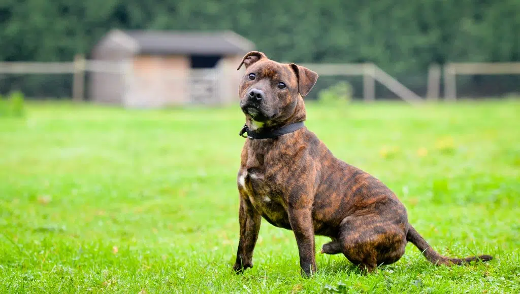staffordshire bull terrier 187306518
