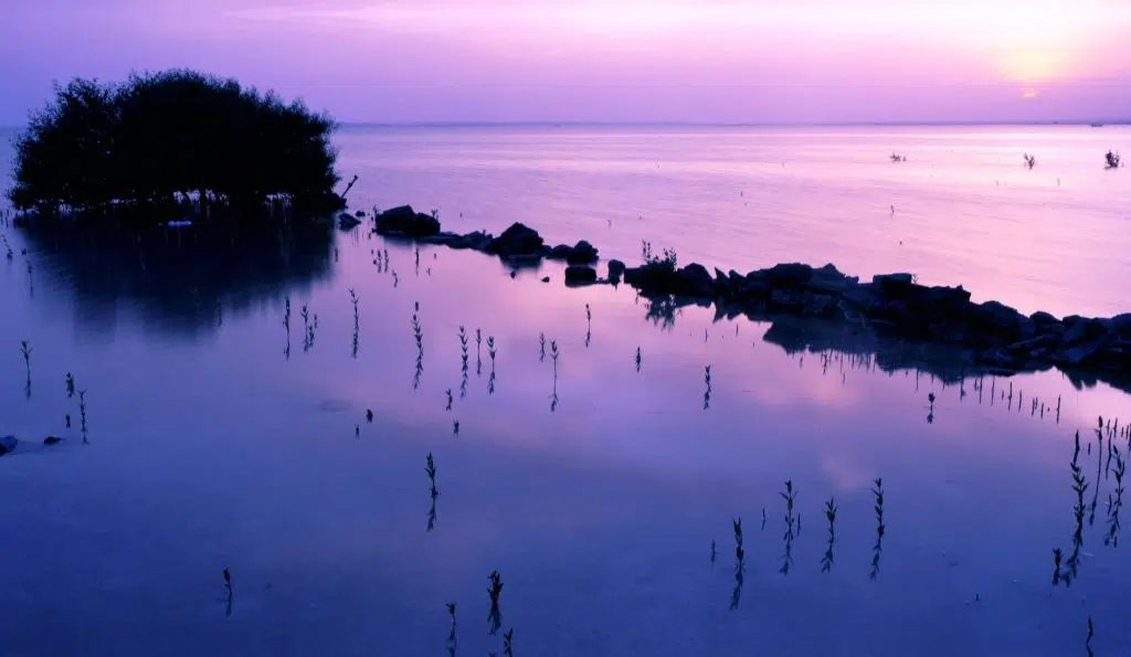 Purple Island body www.qatar2022.qa