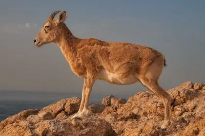 A mountain goat at Haloul Island