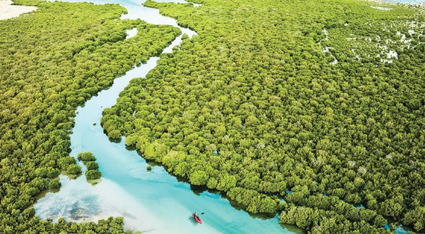 al mafjar mangroves