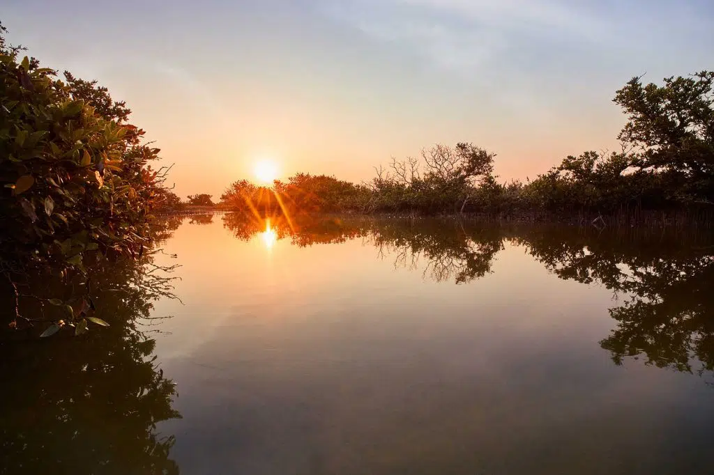 al dhakira mangroves