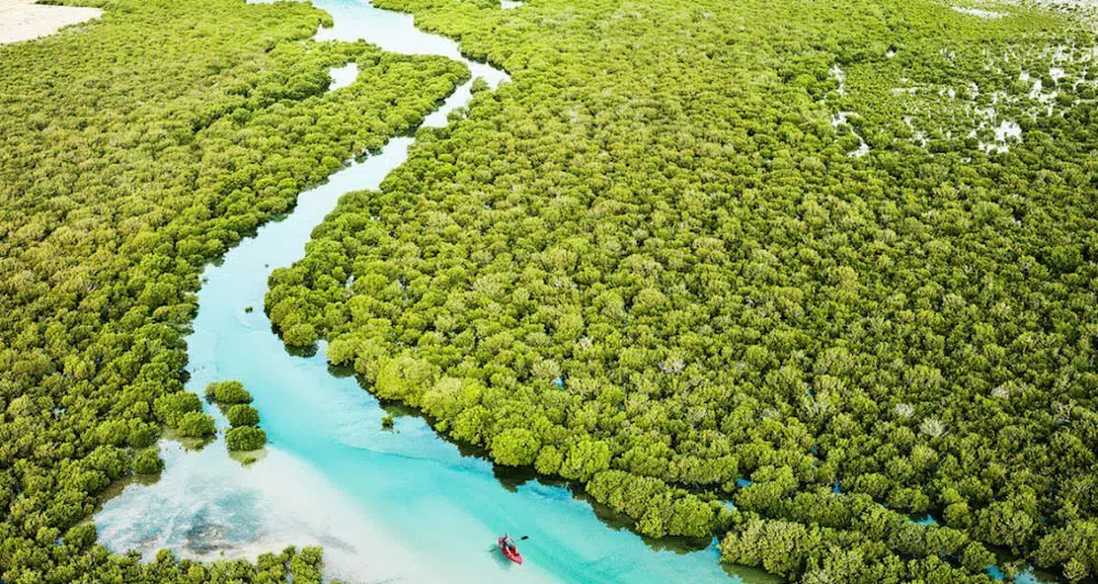 top 10 things to do in Qatar mangroves on Purple Island