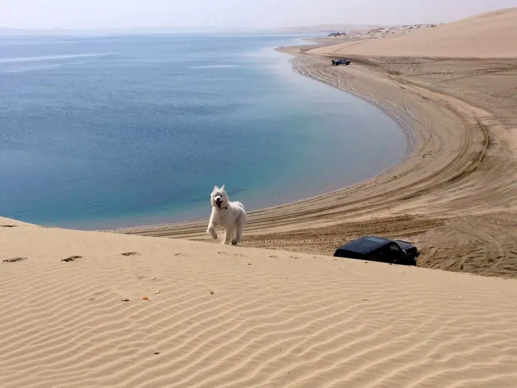 Camping in the desert Doha Qatar