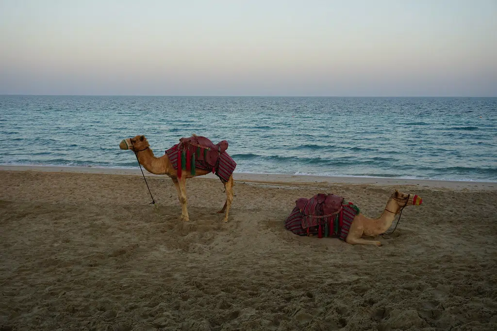 Sealine Beach 1