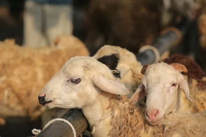 Screenshot 2025 05 05 162449