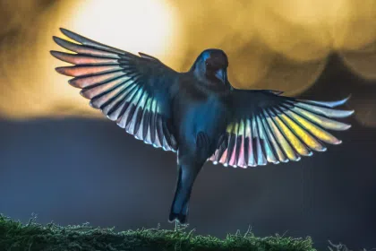 Screenshot 2025 07 13 132012