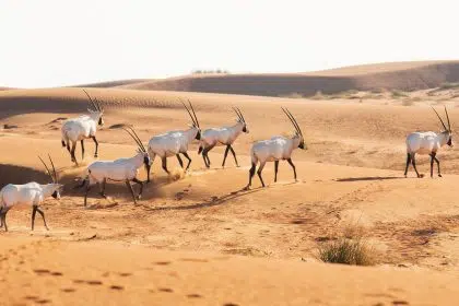 wildlife in saudi hero large