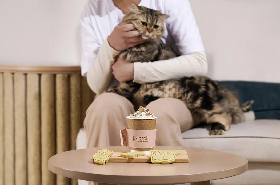 animal cat cafes qatar cover