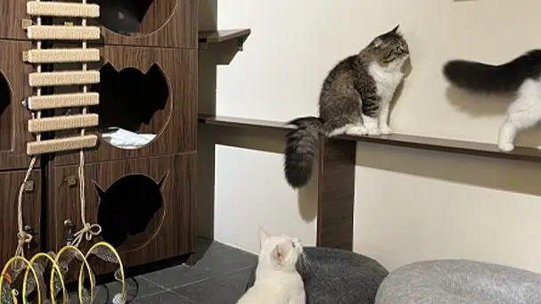 playarea kitty cafe first cat coffee shop lusail doha 1 edited 1