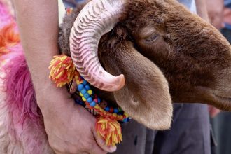 sacrifice sheep